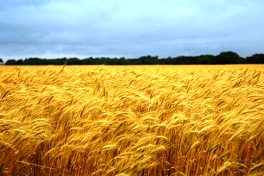 Ripe-wheat2.jpg